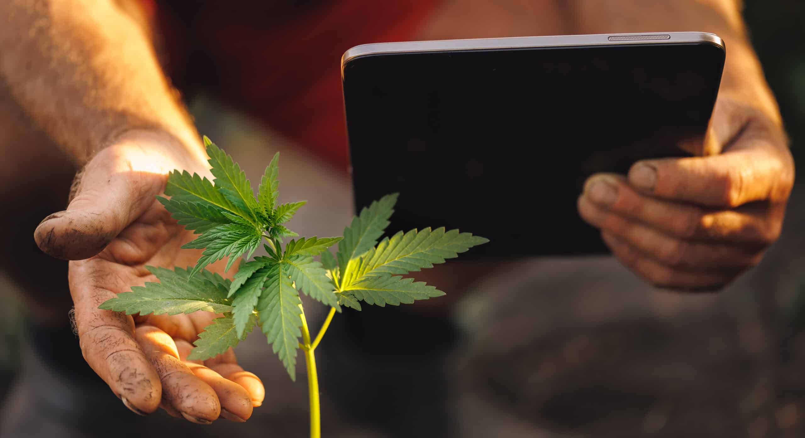 Concept Business Smart agricultural farm with cannabis. Farmer using tablet computer modern technology for control marijuana hemp plantation in greenhouse.